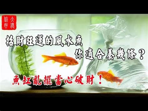 小型招財魚|一文睇清招財魚種類 